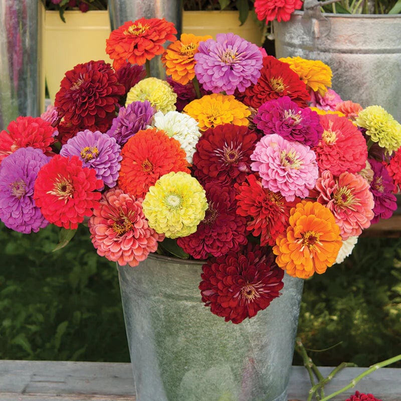 🌺Zinnia California Giant Mix - 7,300+ (2 oz) | No Filler - USA Heirloom Flower Seeds